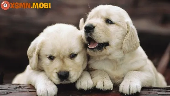 mơ thấy chó con đánh số gì và giải mã điềm báo may mắn