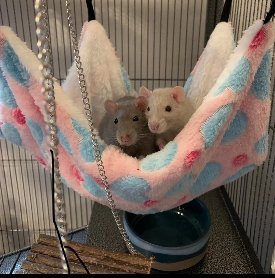 Chuột Hamster Đánh Nhau: Phân Tích Nguyên Nhân Và 10 Giải Pháp Chuyên Sâu