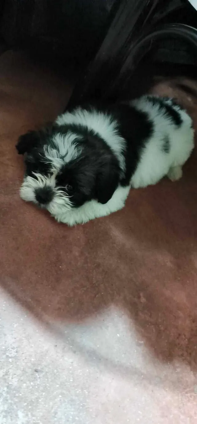 Chó Poodle Ăn Cá Được Không? Hướng Dẫn Chi Tiết Về Dinh Dưỡng An Toàn