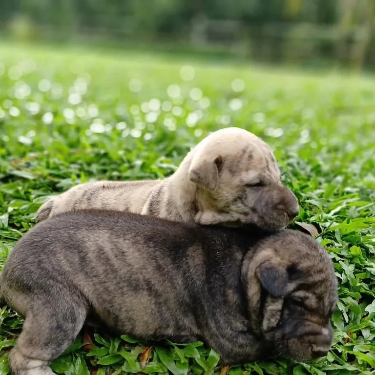 Nên chọn mua tại các trại chó Phú Quốc được nuôi dưỡng khoa học