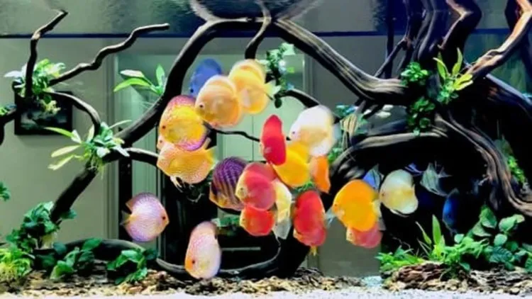 Nên đầu tư hệ thống lọc đầy đủ cho bể cá đĩa để duy trì chất lượng nước sạch