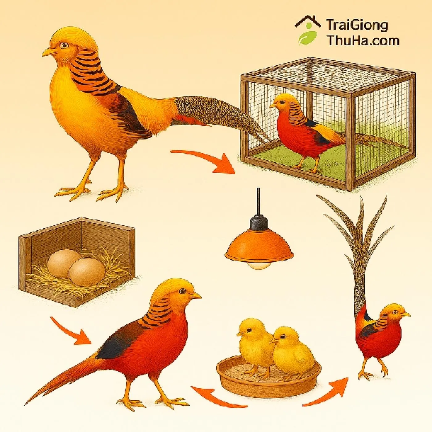 Hướng Dẫn Chăm Sóc Gà Sao Trong Chuồng Hiệu Quả Cho Người Mới Bắt Đầu