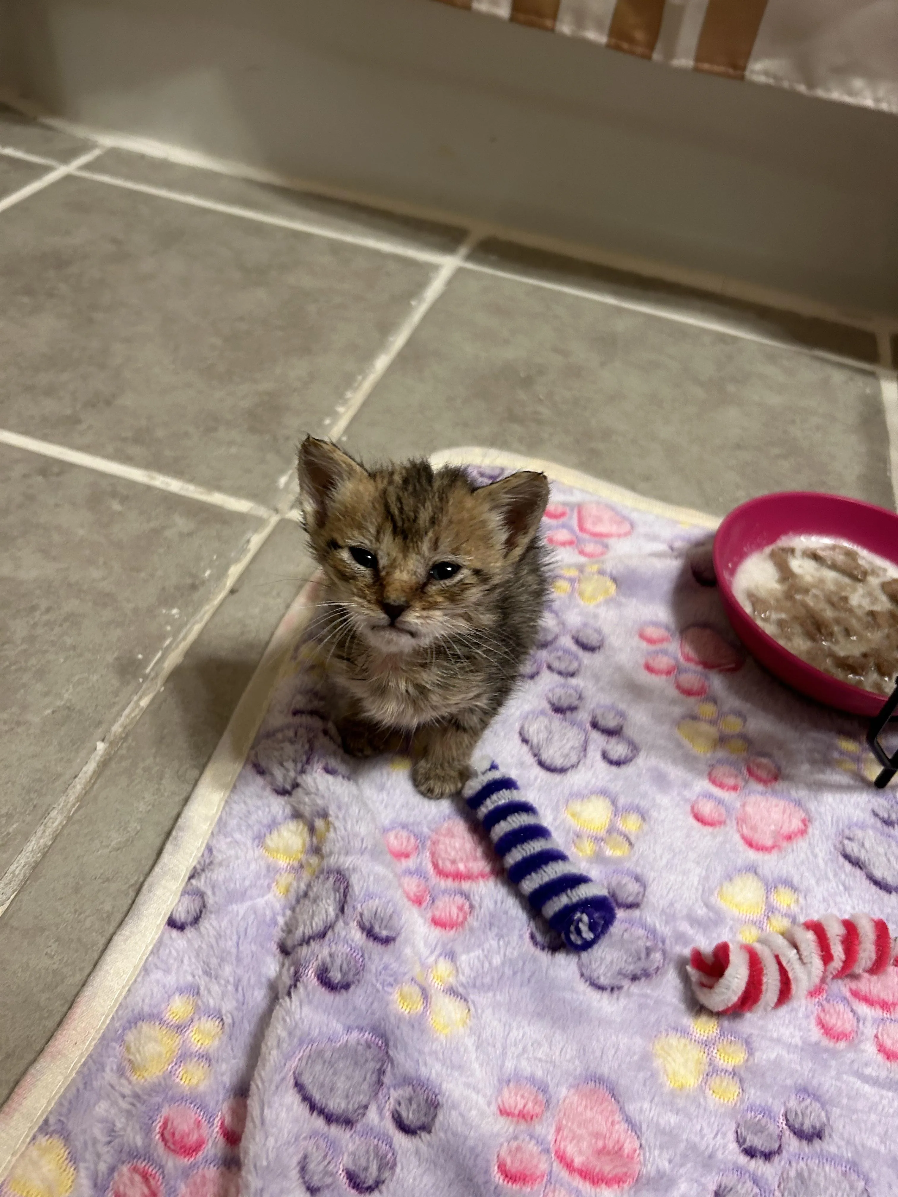 Những Dấu Hiệu Mèo Muốn Đi Vệ Sinh: Hướng Dẫn Chi Tiết Cho Người Nuôi