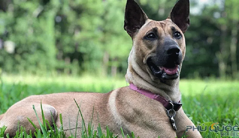 Ngoại hình chó Phú Quốc khác biệt với các giống chó nhà khác