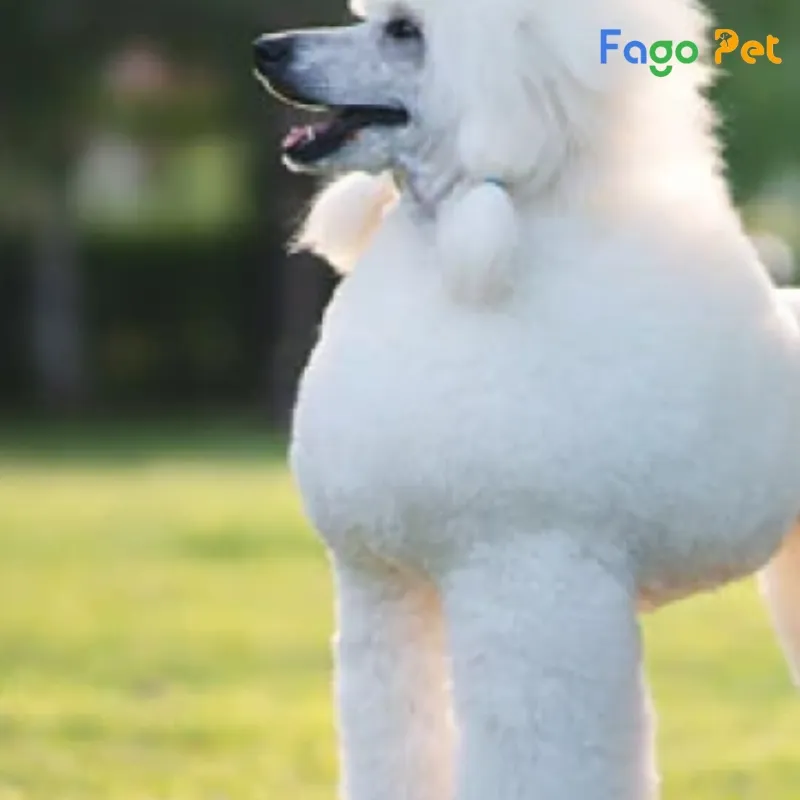 Ngoại hình đặc trưng của Poodle Standard với bộ lông xoăn và cấu trúc cơ thể thanh lịch