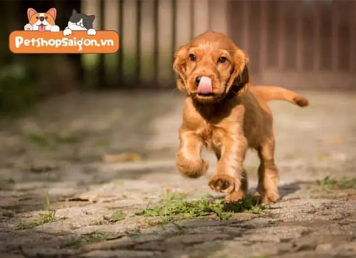 Người chăm sóc thú cưng dắt chó đi dạo vào ban ngày, duy trì hoạt động thể chất cần thiết