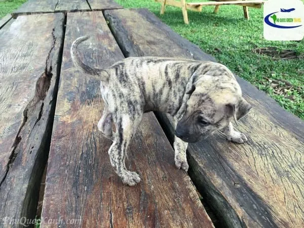 Người dân địa phương dẫn chó Phú Quốc thuần chủng đi dạo trên bờ biển