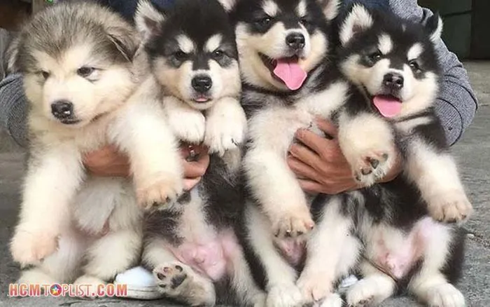 Người đàn ông ôm một chú chó Alaska màu xám trắng, lông dày, có ánh mắt hiền lành, đang đứng trong khu vực nuôi nhốt sạch sẽ