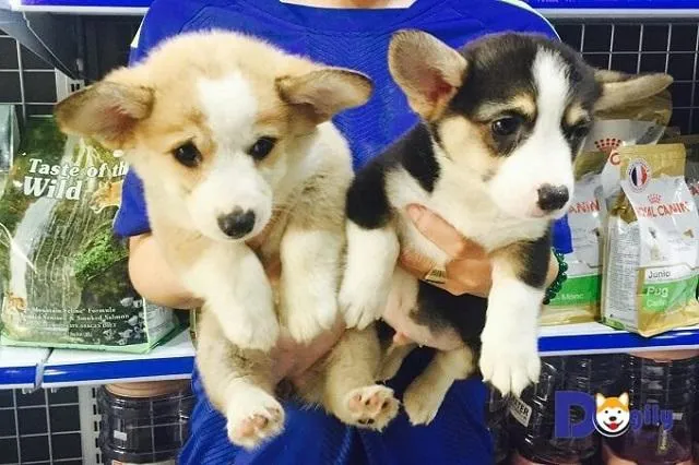 Người mua chó Corgi tại các cơ sở uy tín ở TPHCM để đảm bảo chất lượng