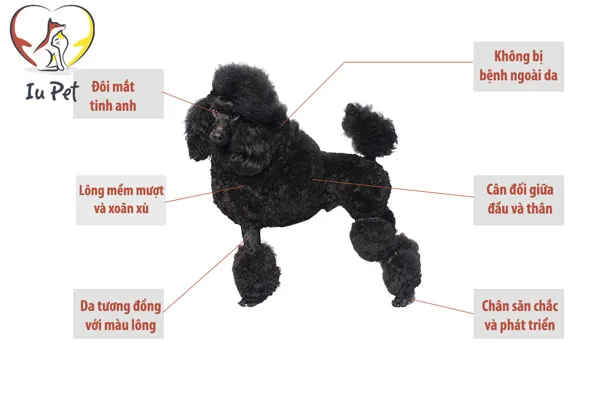 Người mua đang kiểm tra sức khỏe và ngoại hình của một chú chó Poodle trước khi quyết định mua