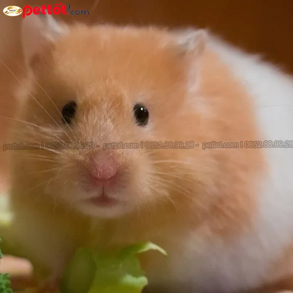 Người nuôi chuẩn bị thú cưng để bàn giao cho dịch vụ thu mua