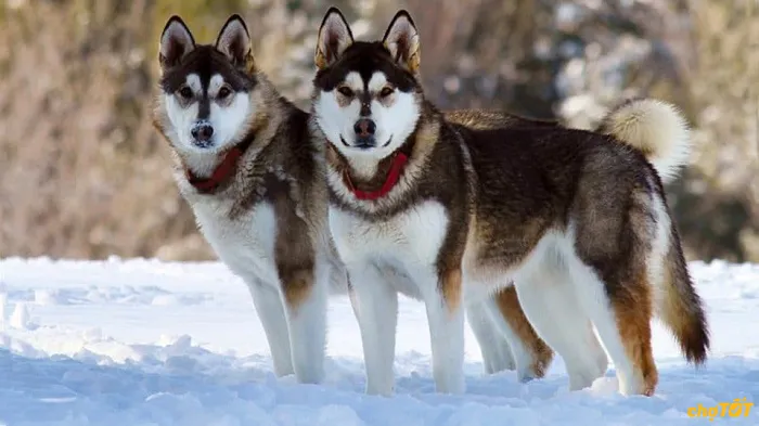Nguồn gốc chó Alaska Malamute và đặc điểm ngoại hình