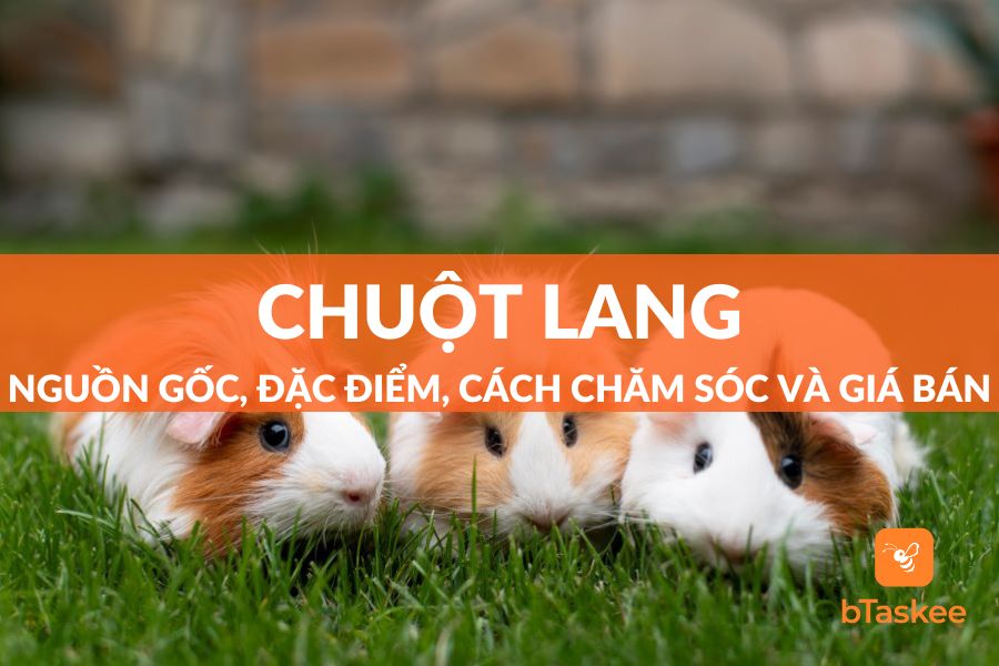 Giá Chuột Hamster Bao Nhiêu? Chi Phí Tổng Quát 2024