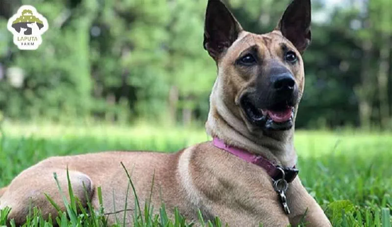 Nguồn gốc giống chó Phú Quốc trên đảo ngọc Kiên Giang, vẻ đẹp hoang dã