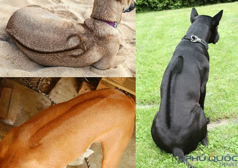 Nguồn gốc và lịch sử của giống chó Phú Quốc độc đáo