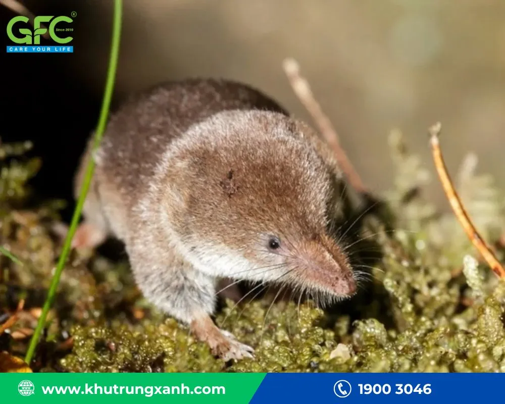 Nguy cơ lây truyền bệnh dịch hạch và hantavirus từ chuột chù