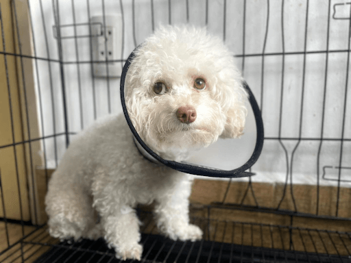 Chó Ói Ra Giun Sán: Nguyên Nhân, Dấu Hiệu và Cách Xử Lý Hiệu Quả