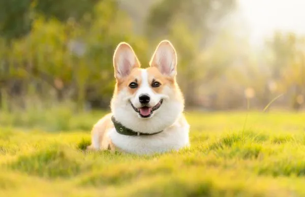 nhacuapet-cach-nuoi-cho-corgi-sinh-san-1