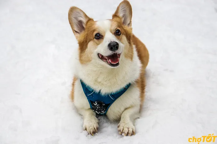 Nhận biết và phòng tránh các bệnh lý xương khớp và béo phì thường gặp ở chó Corgi