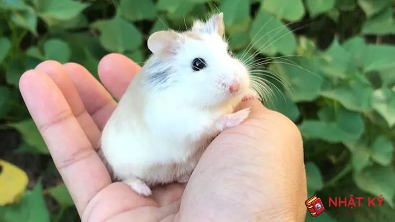 Nhân giống hamster chọn lọc có thể củng cố gen tốt, nhưng rủi ro cận huyết rất cao