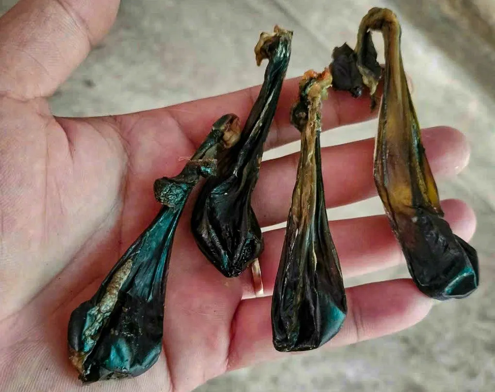 Lấy được nhau mèo có ý nghĩa gì trong việc nhận biết đặc điểm sinh học