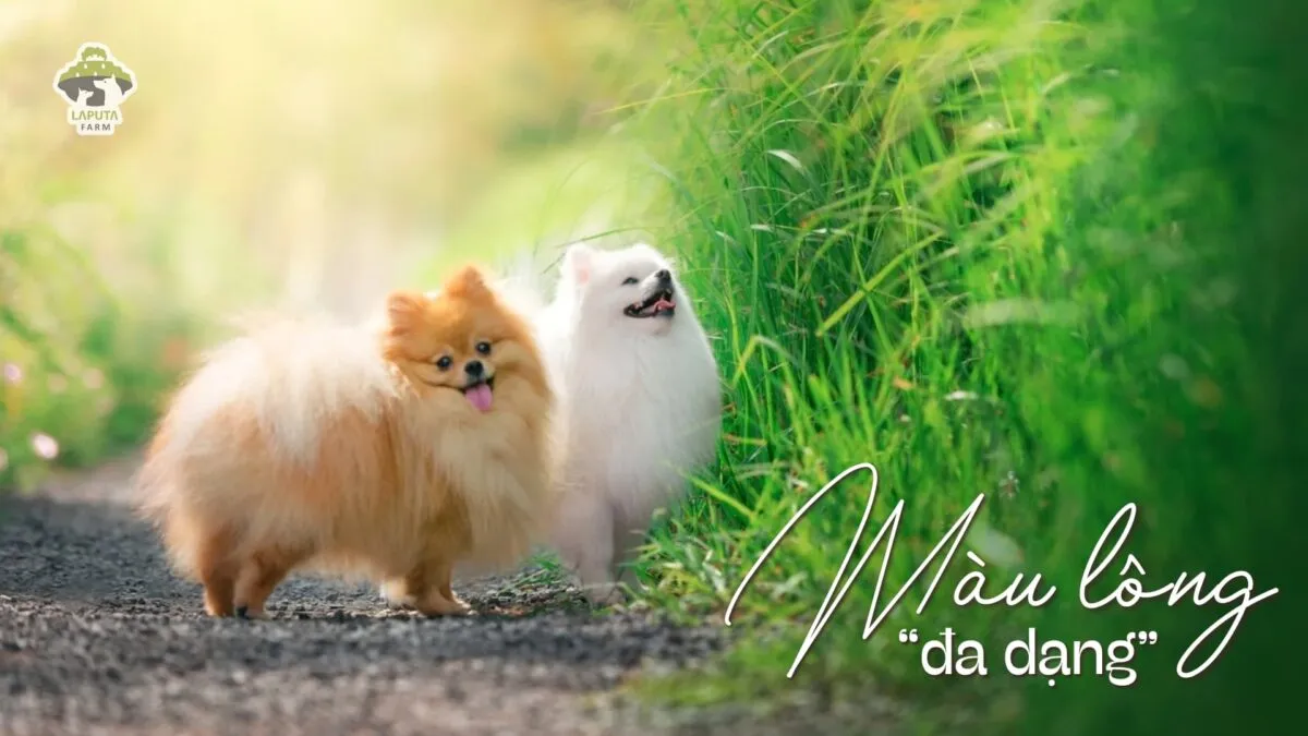 Nhiều màu lông của chó Phốc Sóc, bao gồm màu kem, trắng, cam, đen