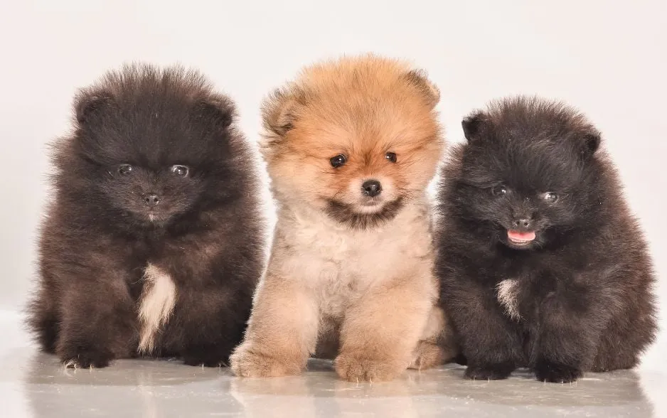 Những câu hỏi thường gặp về thời gian chó phốc mang thai bao lâu thì đẻ và chăm sóc hậu sinh.