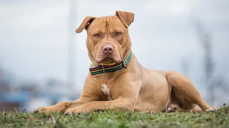 Những lưu ý cần thiết trong chế độ ăn để Pitbull khỏe mạnh