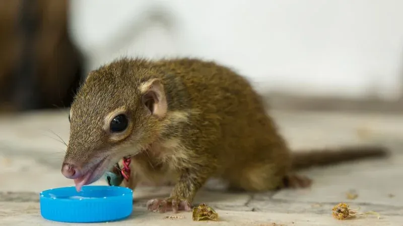 Những lưu ý quan trọng để đảm bảo an toàn khi áp dụng cách đuổi chuột chù ra khỏi nhà