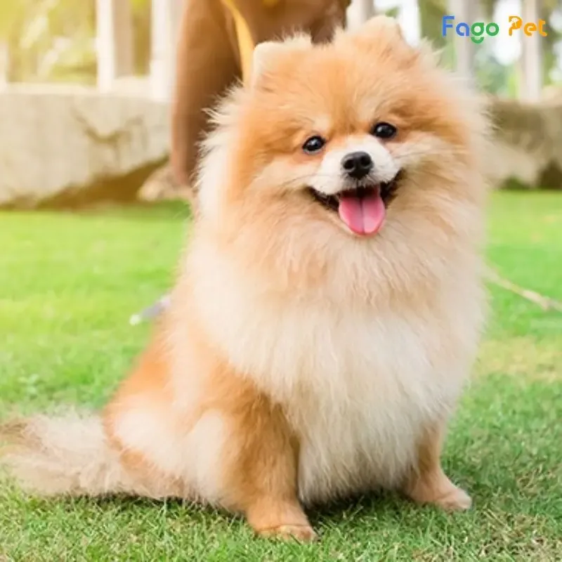 Những thay đổi hành vi tích cực sau khi chủ áp dụng cách huấn luyện chó phốc sóc nhất quán và kiên nhẫn.