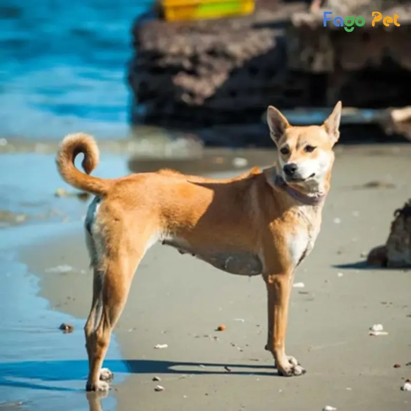 Những thay đổi tích cực sau khi huấn luyện chó phú quốc con