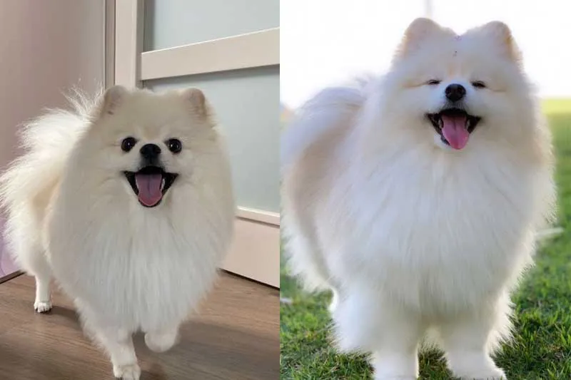 Niềm vui sướng và sự ấm áp mà Phốc Sóc mang lại