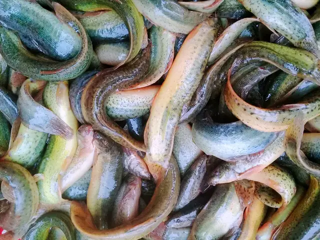 Hướng Dẫn Chi Tiết Cách Nuôi Ếch Trên Ruộng Lúa Đạt Năng Suất Cao