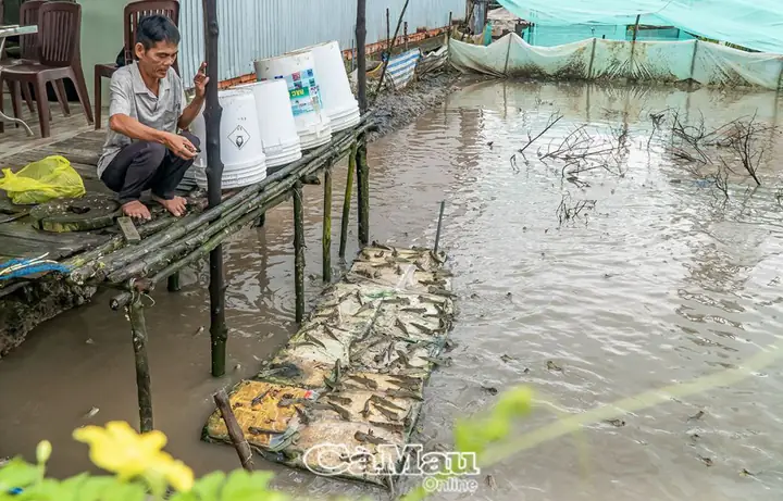Nuôi Cá Thòi Lòi Tại Nhà: Hướng Dẫn Chi Tiết A-Z