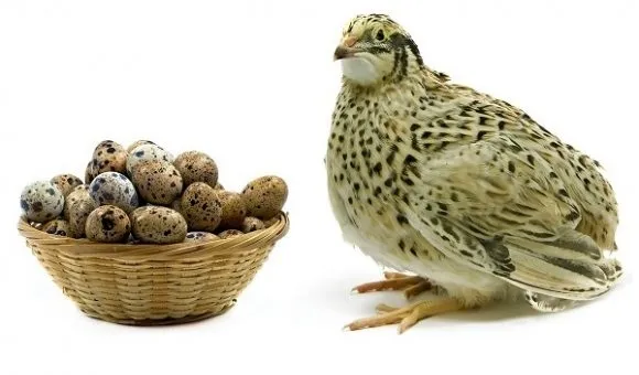 Nuôi chim cút khỏe mạnh với sức đề kháng tốt nhờ việc chọn giống và chăm sóc đúng kỹ thuật