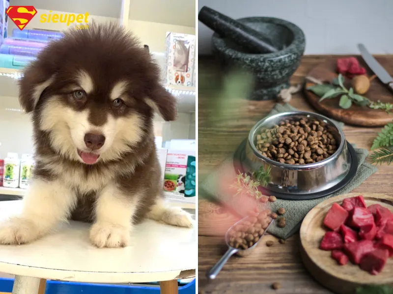 Bán Thức Ăn Cho Chó: Dinh Dưỡng Tối Ưu Cho Mọi Giai Đoạn Phát Triển