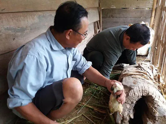 nuoi chuot lang de lam gi