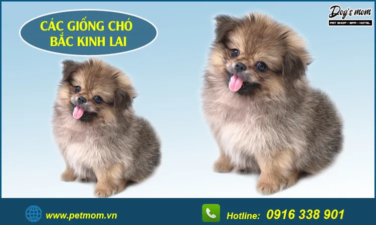 Nuôi dưỡng các giống chó lai Poodle Nhật khỏe mạnh, đảm bảo chế độ dinh dưỡng đầy đủ