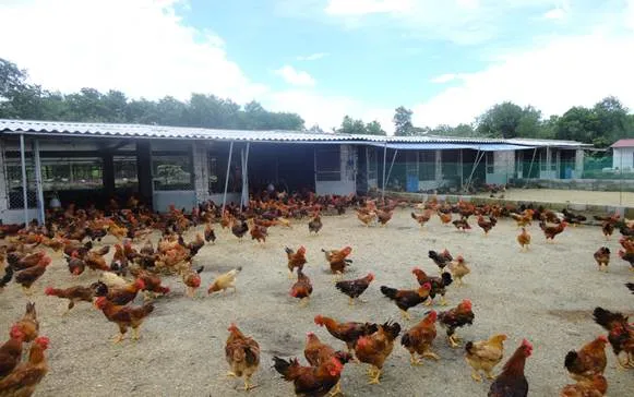 Cách Nuôi Gà Ta Thả Vườn Đạt Hiệu Quả Kinh Tế Cao Nhất