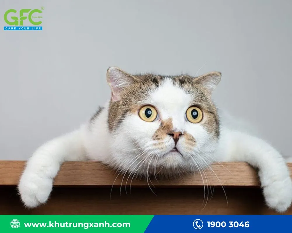 Nuôi mèo là biện pháp sinh học hiệu quả để diệt chuột chù và phòng ngừa chúng