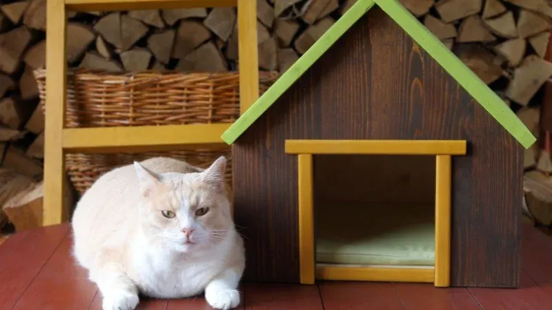 Nuôi mèo là cách đuổi chuột trong nhà đơn giản dựa trên bản năng tự nhiên