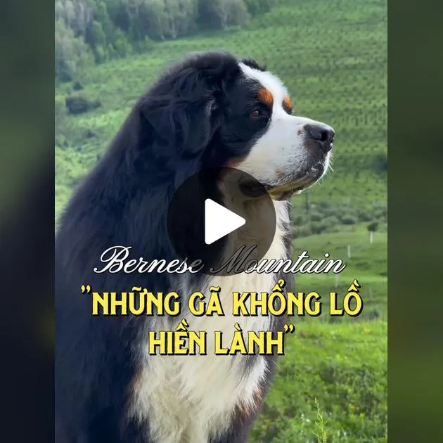 Chó Núi Bernese Giá Bao Nhiêu: Cập Nhật Mới Nhất 2024