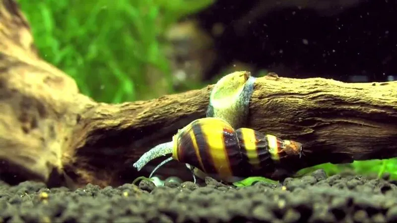 Ốc Ăn Ốc Có Ăn Ốc Nerita Hay Không? Phân Tích Hành Vi Ốc Helena