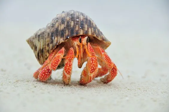 Ốc mượn hồn: Cận cảnh một con ốc mượn hồn đang được giữ trong lòng bàn tay người nuôi, tập trung vào chi tiết vỏ và càng của nó