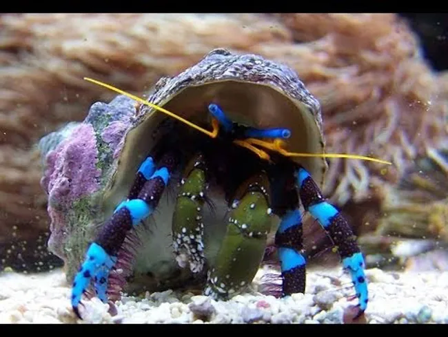 Ốc mượn hồn được bán ở Việt Nam với giá từ 5.000 đến 20.000 đồng/con