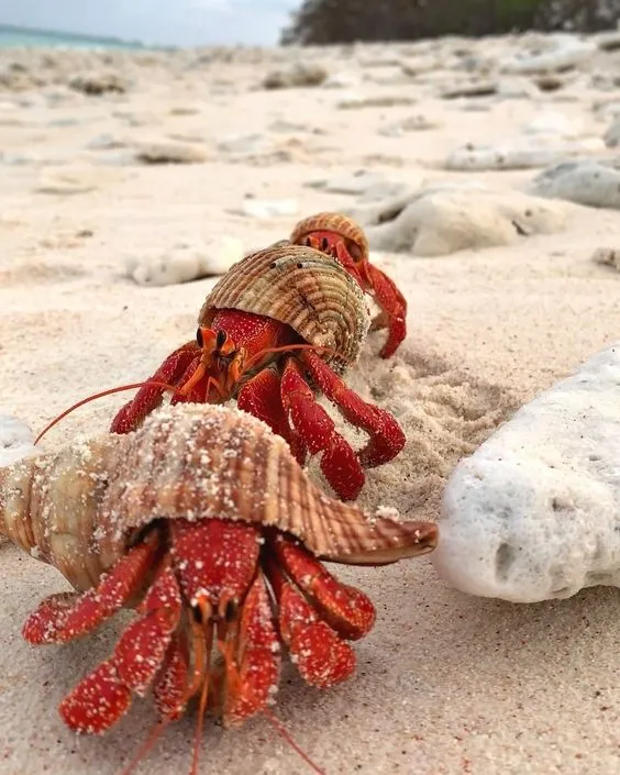 Ốc mượn hồn: Một con ốc mượn hồn đang bò trong môi trường sống được bảo vệ, có vẻ là khu bảo tồn hoặc bể nuôi rộng lớn