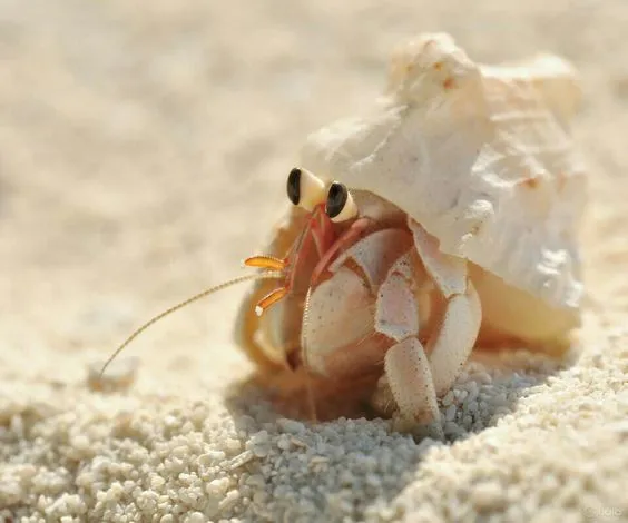 Ốc mượn hồn: Ốc mượn hồn đang bò trên một thân cây gỗ mục trong rừng ngập mặn, minh họa cho môi trường sống và nguồn thức ăn trên cạn của chúng