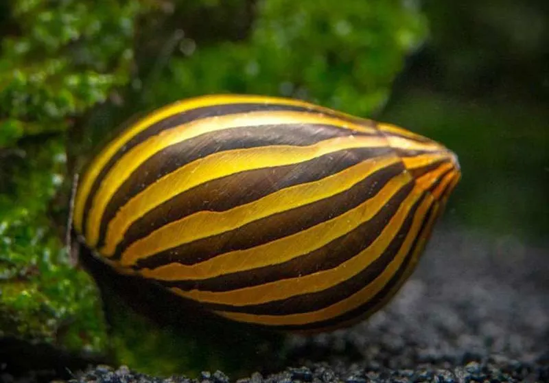 ỐC NERITA SINH SẢN CHUYÊN SÂU: KỸ THUẬT VÀ QUẢN LÝ TRỨNG