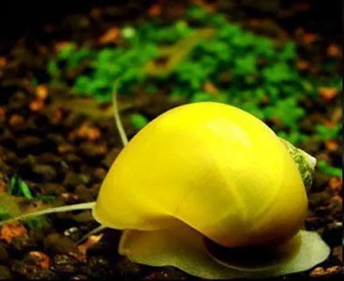 Ốc Ăn Ốc Có Ăn Ốc Nerita Hay Không? Phân Tích Hành Vi Ốc Helena