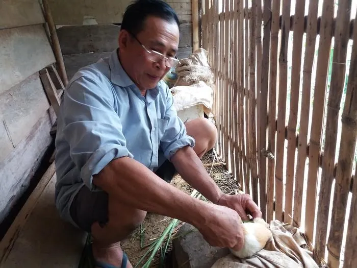 Ông Lô Sỹ Nguyệt đang chăm sóc cho đàn chuột lang. Ảnh: Lữ Phú